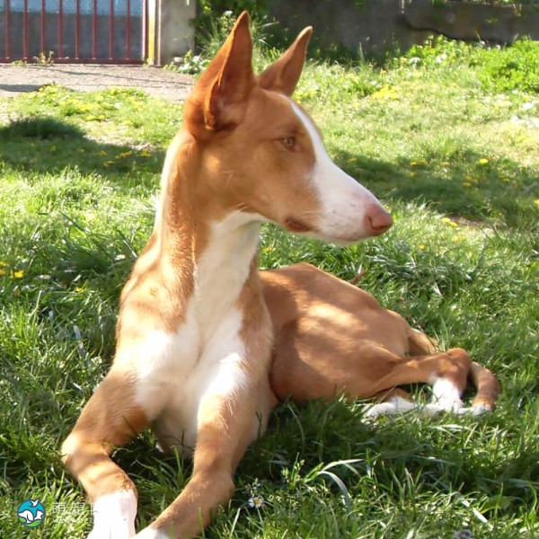 伊比萨猎犬-4