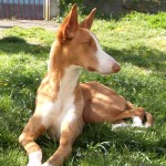 伊比萨猎犬-缩略图-4