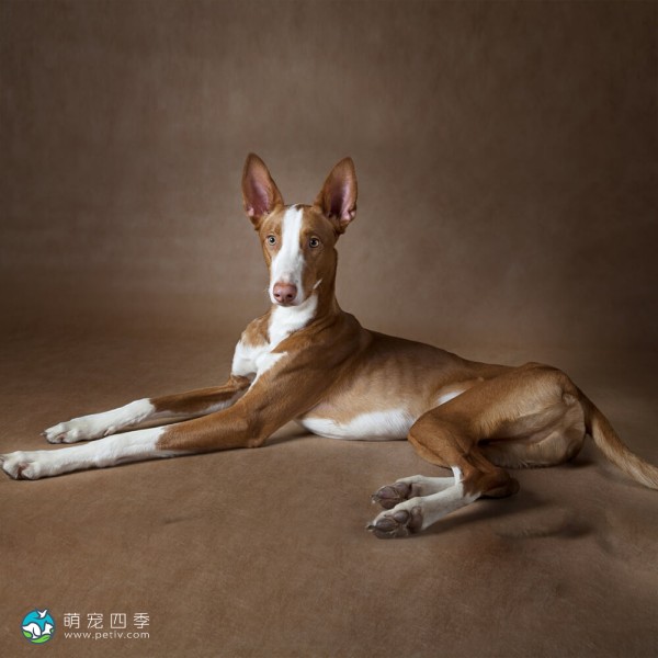 伊比萨猎犬-5