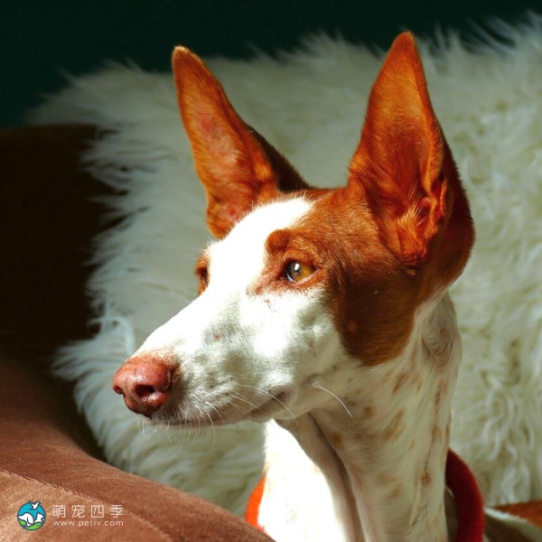 伊比萨猎犬-6