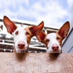 伊比萨猎犬-缩略图-7