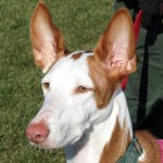 伊比萨猎犬-缩略图-9