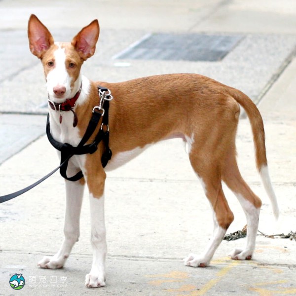 伊比萨猎犬-10