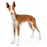 伊比萨猎犬-缩略图-11