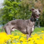 灵𤟥-缩略图-10