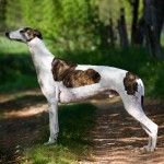 灵𤟥-缩略图-11