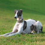 灵𤟥-缩略图-12