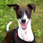 灵𤟥-缩略图-14