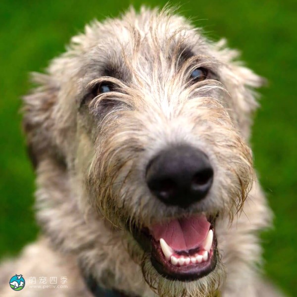 爱尔兰猎狼犬-1