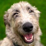 爱尔兰猎狼犬-缩略图-1