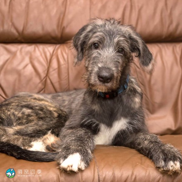 爱尔兰猎狼犬-2