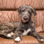 爱尔兰猎狼犬-缩略图-2