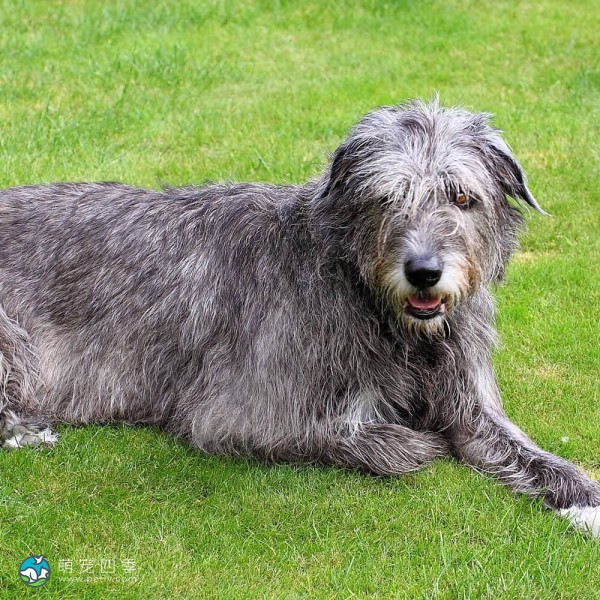 爱尔兰猎狼犬-3