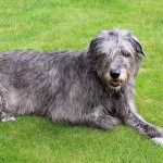 爱尔兰猎狼犬-缩略图-3