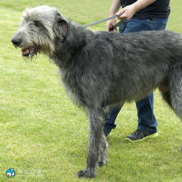 爱尔兰猎狼犬-4