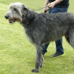 爱尔兰猎狼犬-缩略图-4