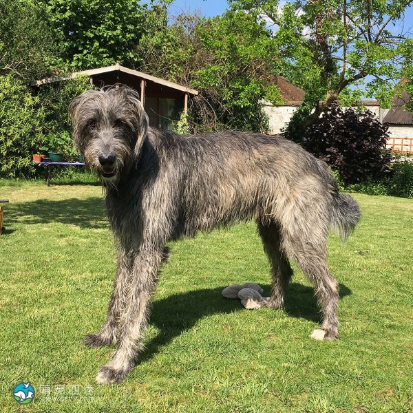 爱尔兰猎狼犬-5