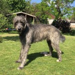 爱尔兰猎狼犬-缩略图-5