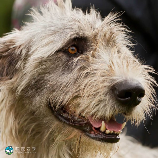 爱尔兰猎狼犬-6