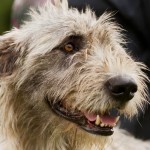 爱尔兰猎狼犬-缩略图-6