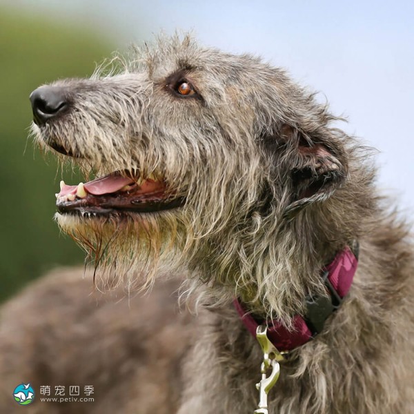 爱尔兰猎狼犬-7