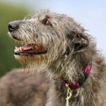 爱尔兰猎狼犬-缩略图-7