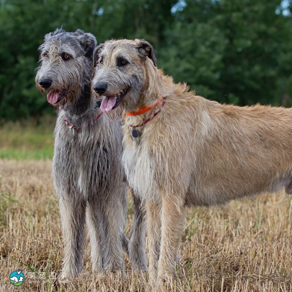爱尔兰猎狼犬-8