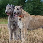 爱尔兰猎狼犬-缩略图-8