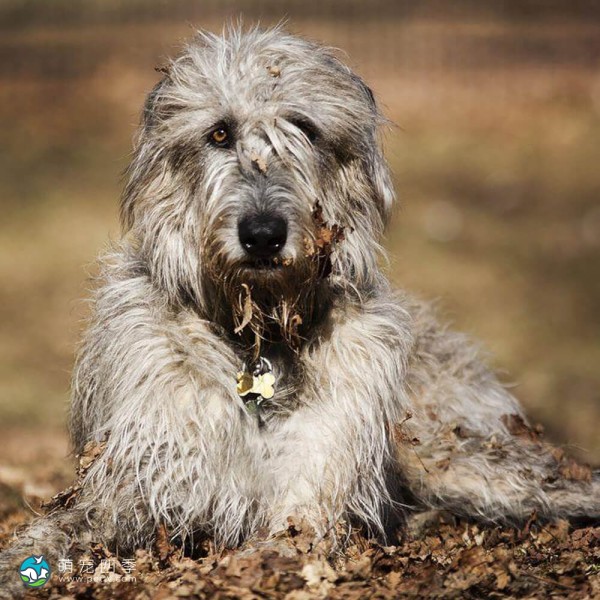 爱尔兰猎狼犬-9