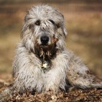 爱尔兰猎狼犬-缩略图-9