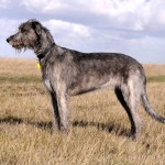 爱尔兰猎狼犬-缩略图-10