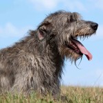 爱尔兰猎狼犬-缩略图-11