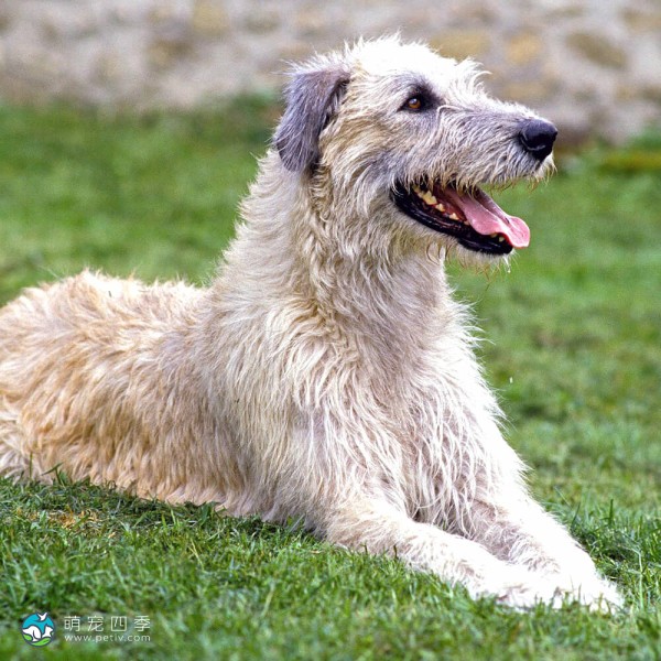 爱尔兰猎狼犬-12