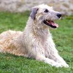 爱尔兰猎狼犬-缩略图-12