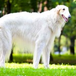 苏俄牧羊犬-缩略图-1