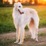 苏俄牧羊犬-缩略图-2