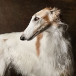 苏俄牧羊犬-缩略图-3