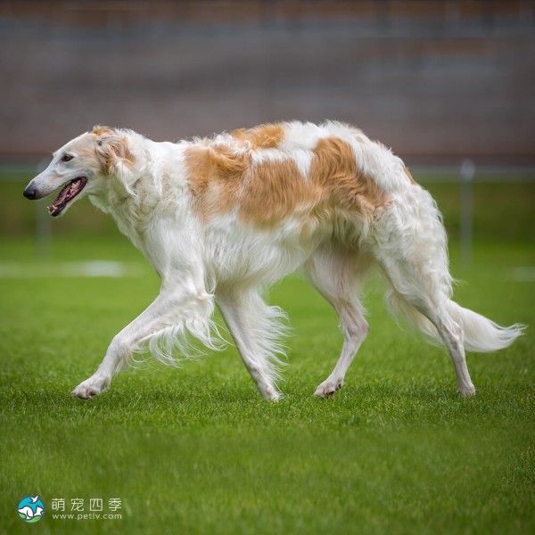 苏俄牧羊犬-4