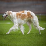 苏俄牧羊犬-缩略图-4