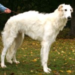 苏俄牧羊犬-缩略图-5