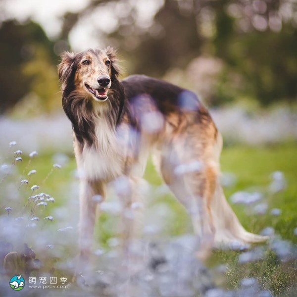苏俄牧羊犬-6