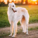 苏俄牧羊犬-缩略图-7