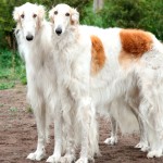 苏俄牧羊犬-缩略图-8