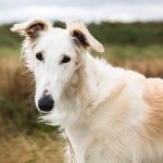 苏俄牧羊犬-缩略图-9