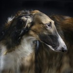 苏俄牧羊犬-缩略图-11