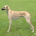 北非猎犬-缩略图-1