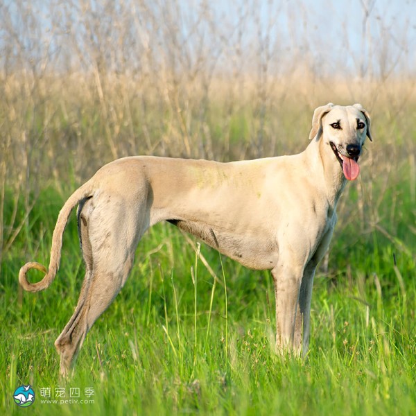 北非猎犬-2