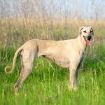 北非猎犬-缩略图-2