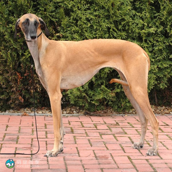 北非猎犬-3