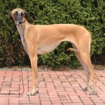 北非猎犬-缩略图-3